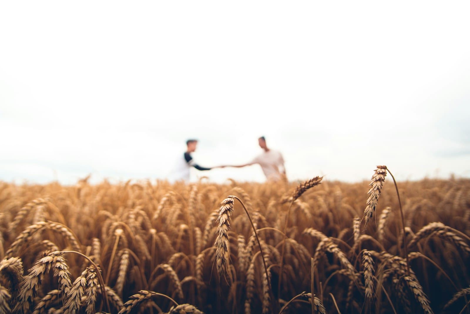 Two farmers shaking hands in a wheat field