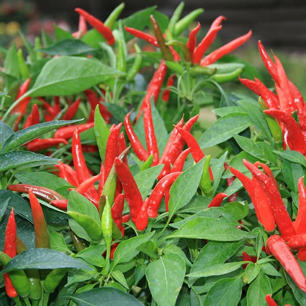 Chilli Production - Full Guide