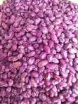 Commercial Bean Farming Cost-Benefit Analysis Estimate