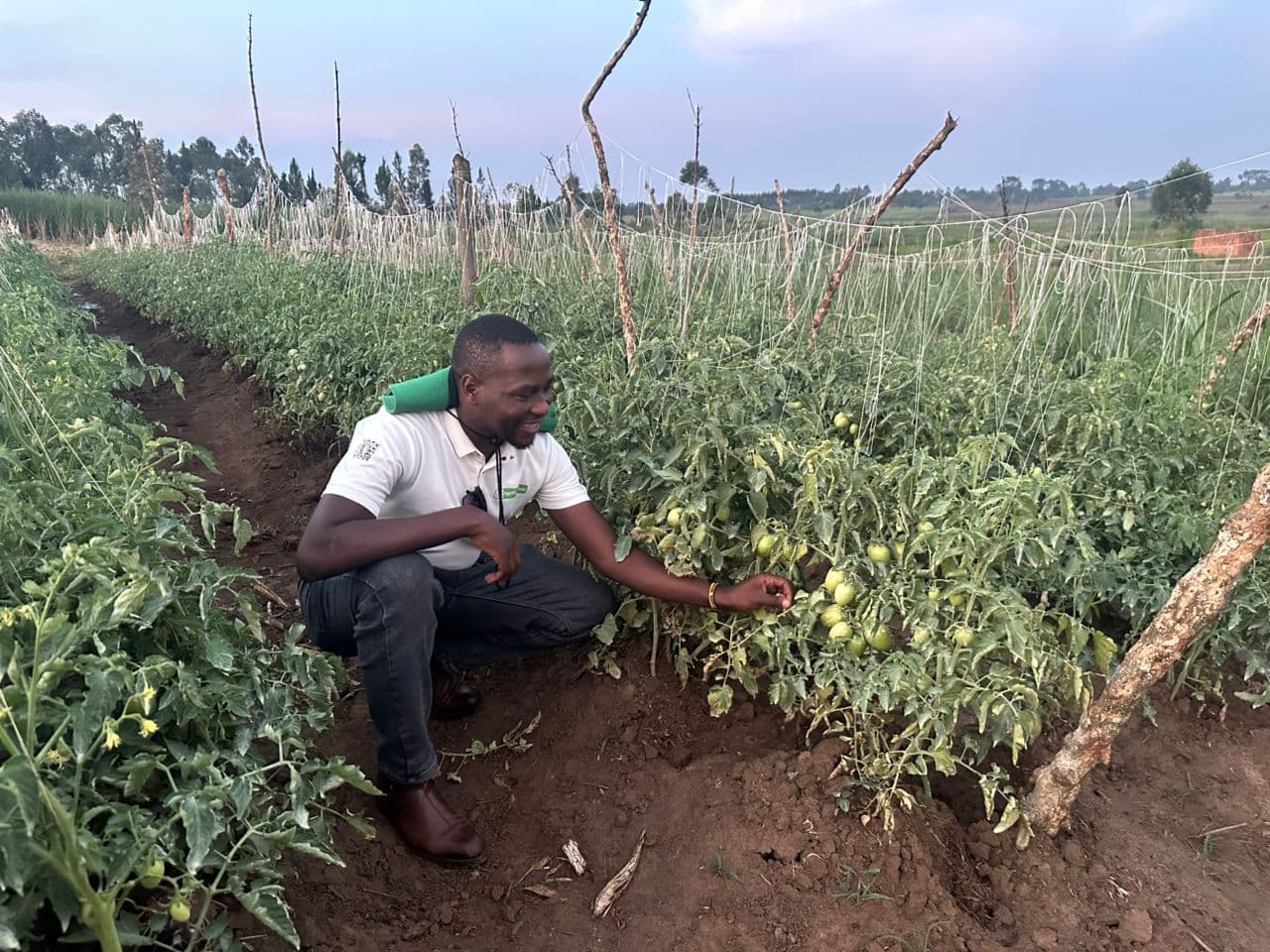 Maximizing Tomato Yields in Busoga: A Farmer's Training Guide to Plant Support
