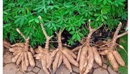 The Economics of Commercial Cassava Farming: A Cost-Benefit Analysis