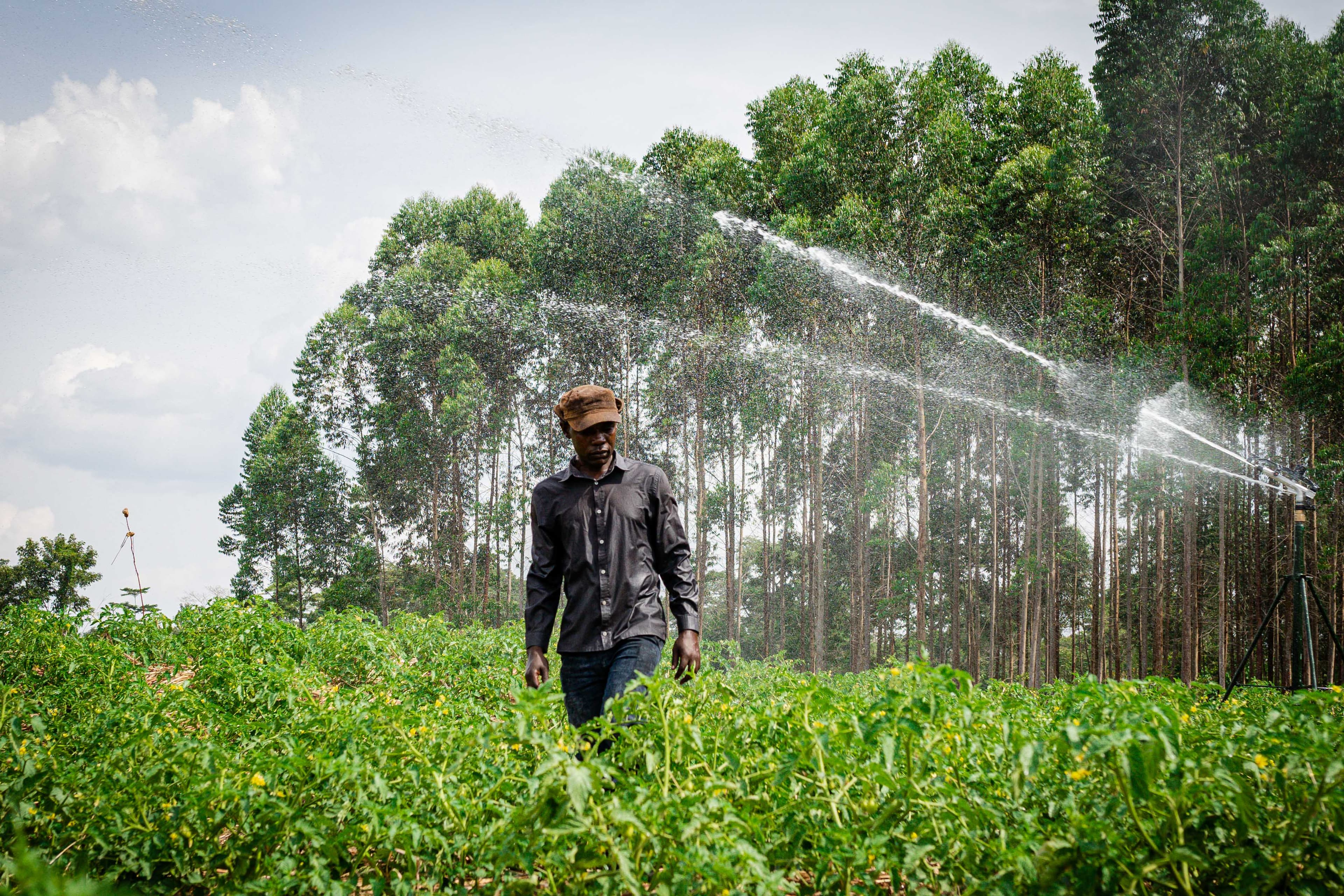 Tomato Production Cost Benefit Analysis