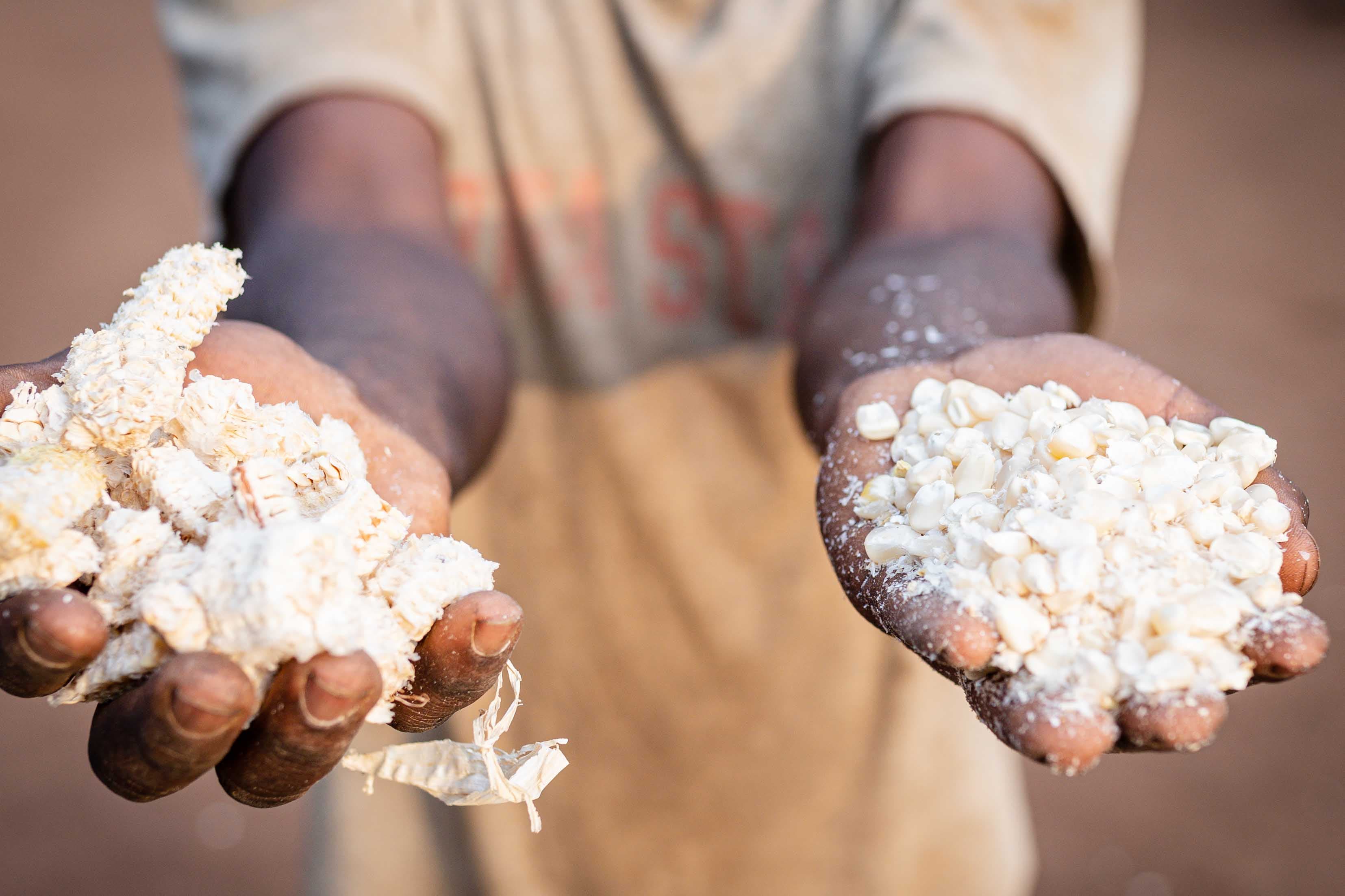 The True Cost and Profit of Maize Farming: An Updated Guide