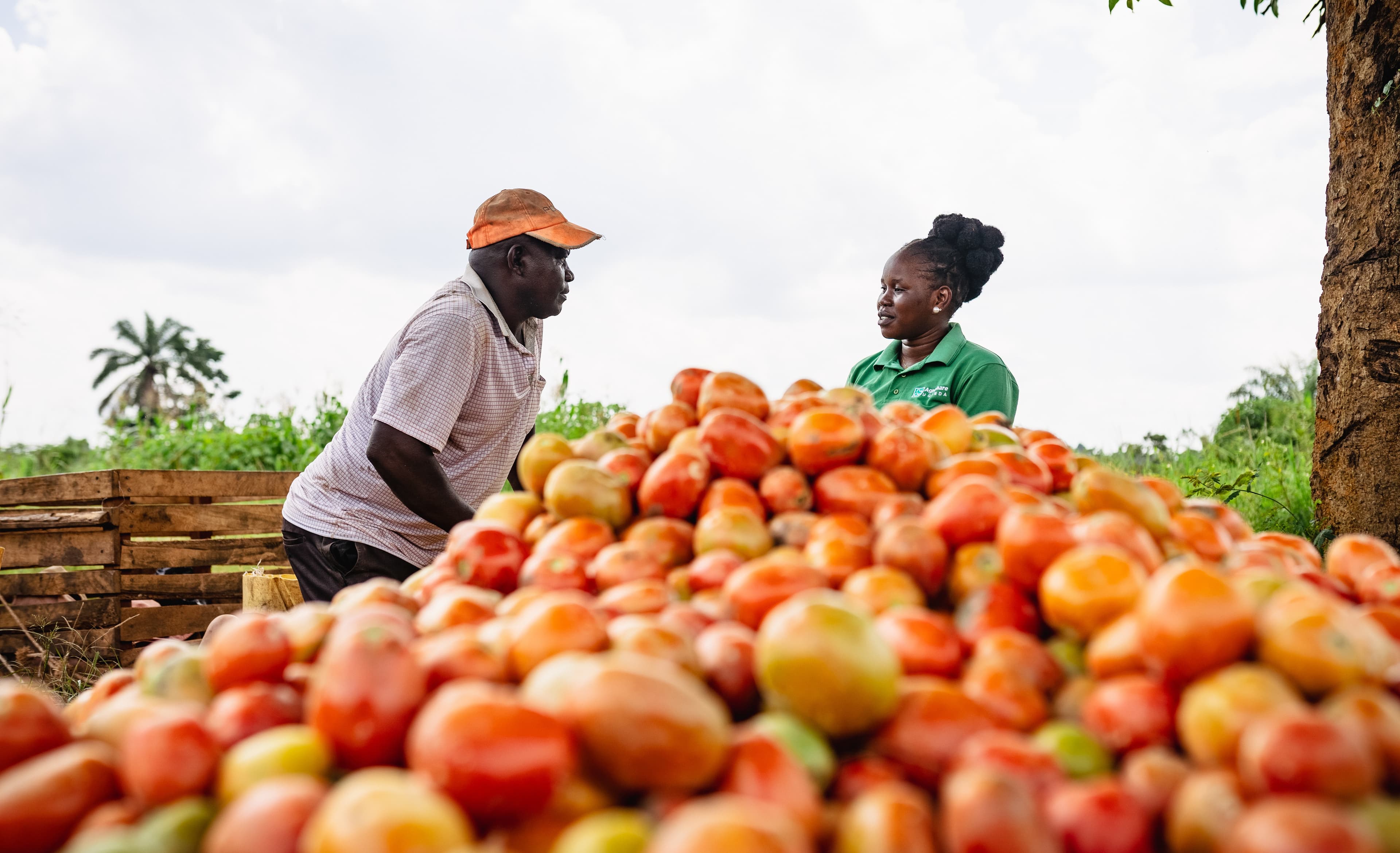 Choosing the Right Seed Variety for Better Yields